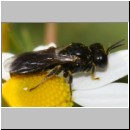 Lindenius albilabris - Grabwespe 05b 6-7mm Weibchen nach Paarung - OS-Hasbergen-Lehmwiese.jpg